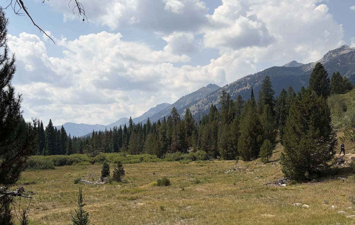 Mountain meadow and pine forest