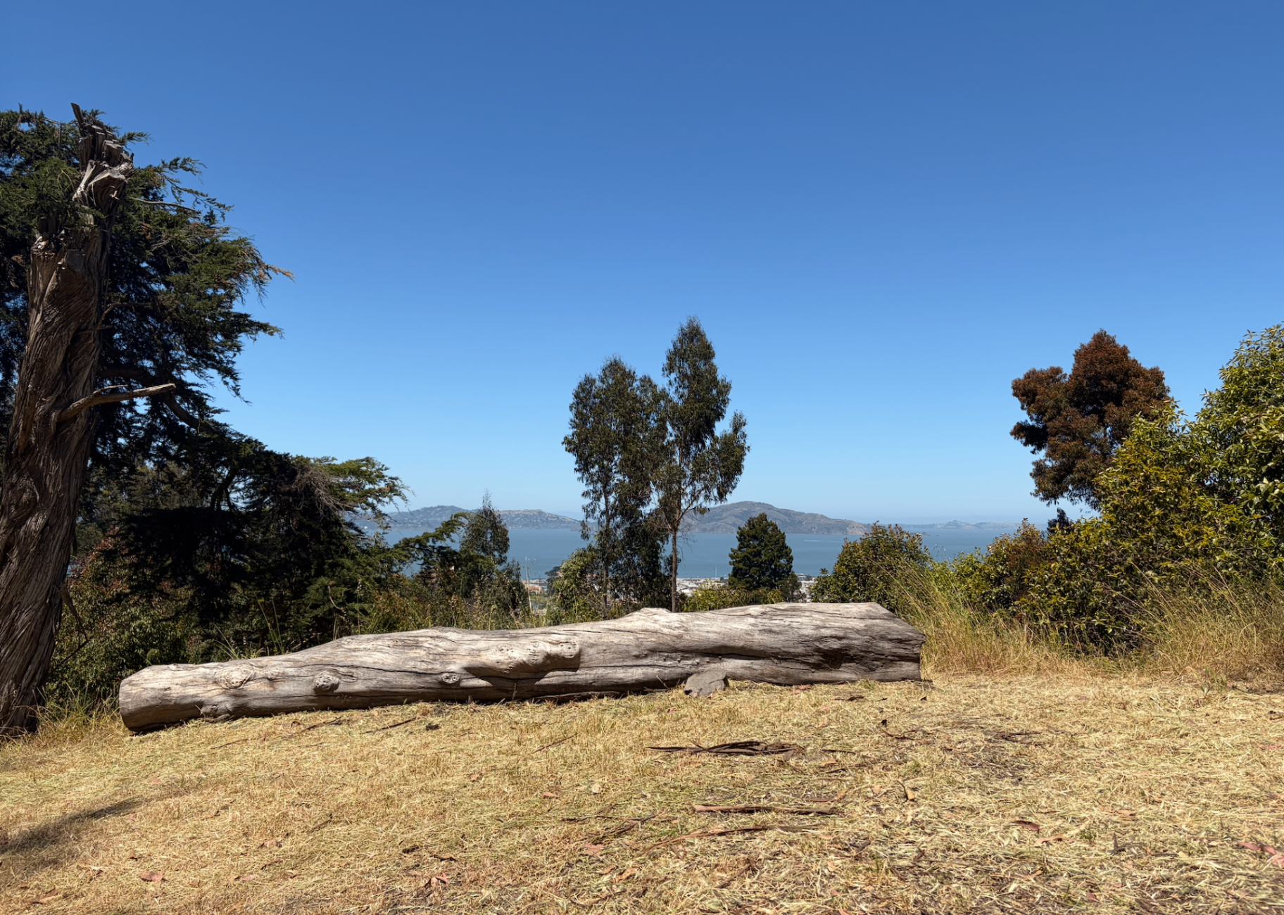 Fallen log overlooking the bay from a hilltop